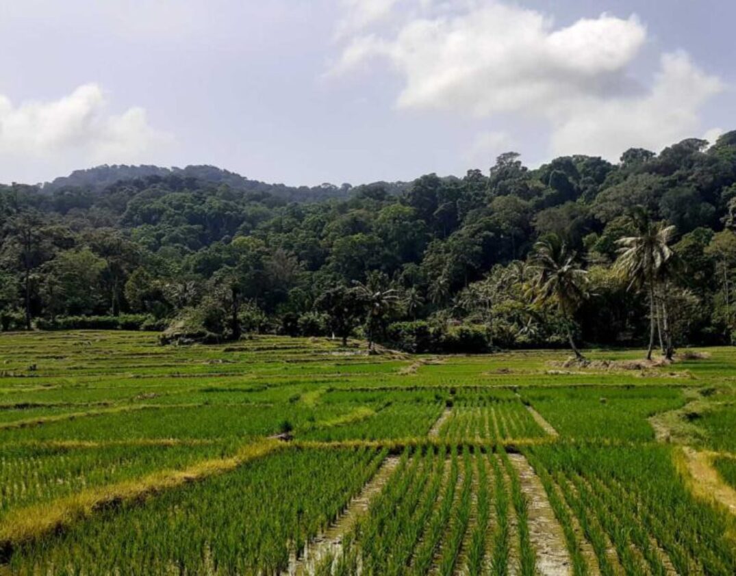 galeri trip ujungkulon 3 (4)