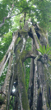 pohon tripujungkulon (10)