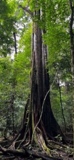 pohon tripujungkulon (3)