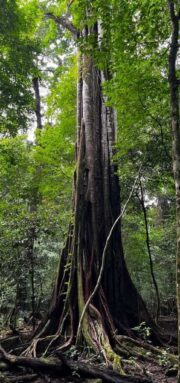 pohon tripujungkulon (3)
