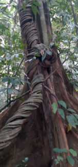 pohon tripujungkulon (4)