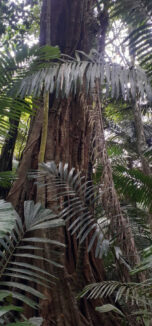 pohon tripujungkulon (5)