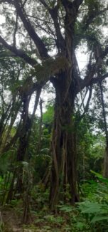 pohon tripujungkulon (6)