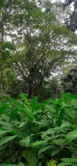 pohon tripujungkulon (7)