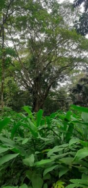 pohon tripujungkulon (7)