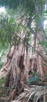 pohon tripujungkulon (8)