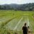 tripujungkulon (6)